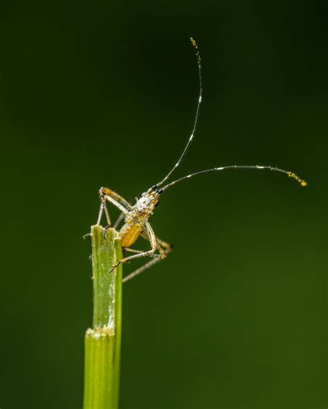 Green insect with long antennae · Free Stock Photo