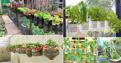 23 DIY Edible Garden Ideas from Plastic Bottles | Balcony Garden Web