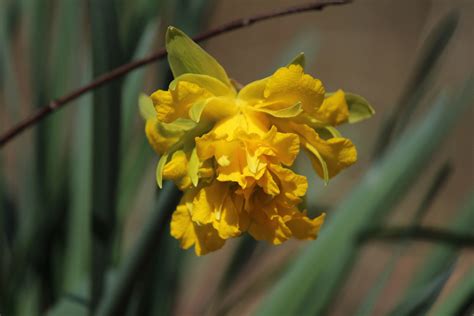 Daffodil Of Spring Free Stock Photo - Public Domain Pictures