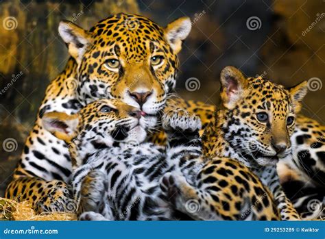 Jaguar Cubs stock image. Image of asia, jungle, indoor - 29253289