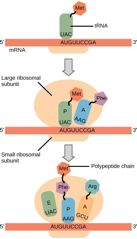 Ribosomes and Protein Synthesis | Biology I