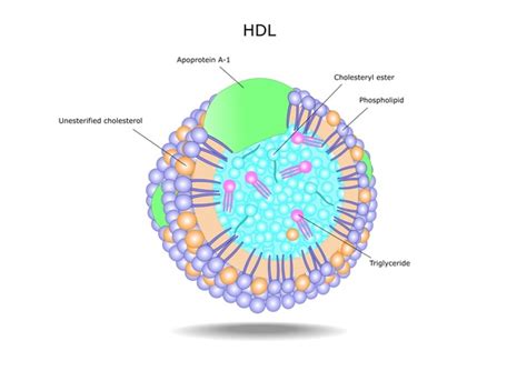 Hepatic lipase deficiency: MedlinePlus Genetics