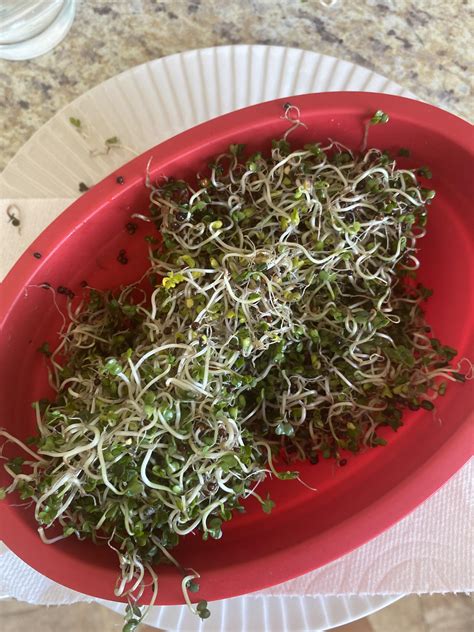 First time harvesting broccoli sprouts does this look okay to eat?? : r/Sprouts