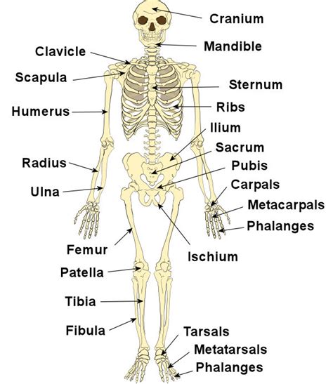 Skeletal Quiz terms Diagram | Quizlet