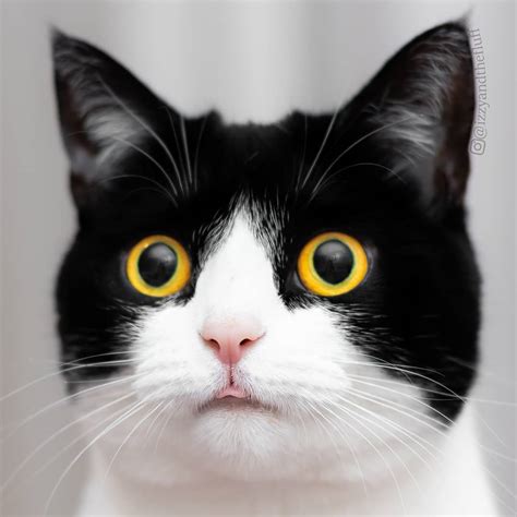 Meet Izzy, The Cat With The Funniest Facial Expressions That's Going Viral On Instagram - Page 4 ...