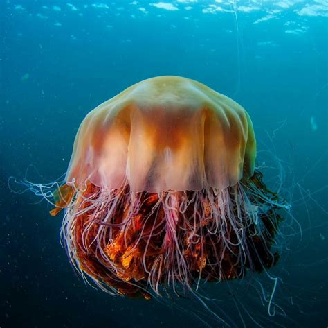 Lion's Mane Jellyfish | Kreeften