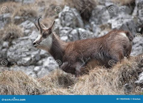 Mountain Goat In Natural Habitat Royalty Free Stock Image - Image: 19049446