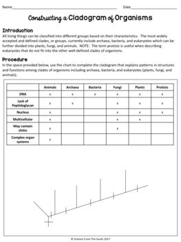 Cladogram Worksheet Answers Key Biology | TUTORE.ORG - Master of Documents