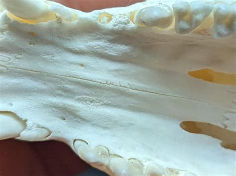 What's going on with this opossums teeth? : r/bonecollecting