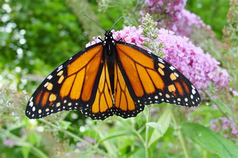 File:Male monarch butterfly.JPG - Wikimedia Commons