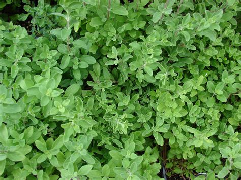 Marjoram | Diseases and Pests, Description, Uses, Propagation