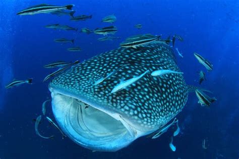 Whale Shark - Characteristics, Food and Habitat - My Animals