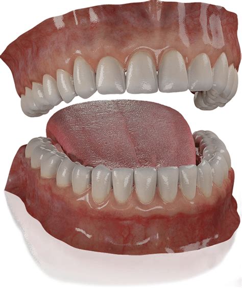 Free 3D Teeth Model | 3D Gladiator