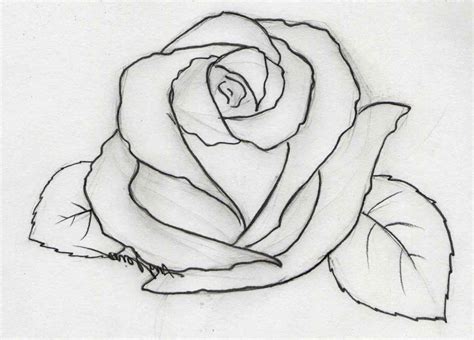 Rose Flower Picture Drawing / 22+ Rose Drawings , Art Ideas | Design ...