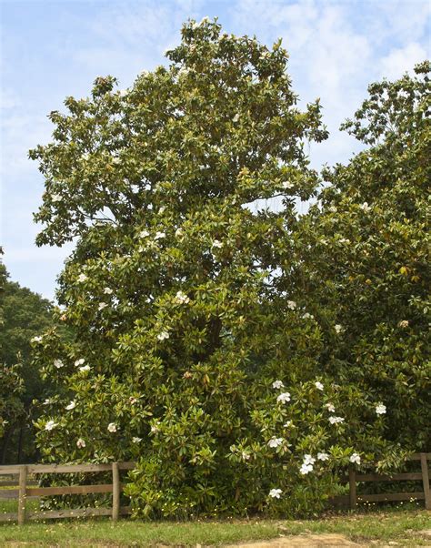 Southern Magnolia for Sale - Buying & Growing Guide - Trees.com