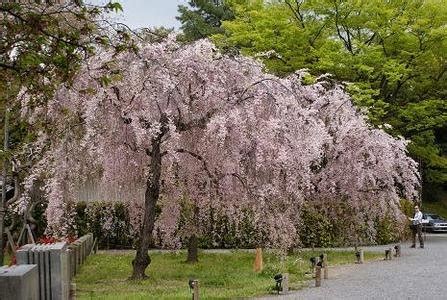 10 Pink Fountain Weeping Cherry Tree Seeds DIY Home Garden Dwarf Tree ...