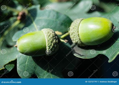 Oak Tree Acorns stock image. Image of lower, ingredient - 122727797