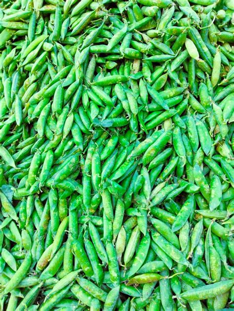 Green Peas Pods Legume Raw Pea Fresh Matar Vegetable Food Pisum Sativum Seed-pod P. Sativum ...