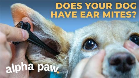 Can Humans Get Dog Ear Mites