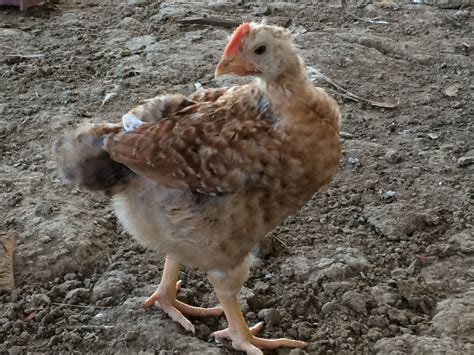 Barred rock rooster/Rhode Island Red hen | Page 7 | BackYard Chickens ...