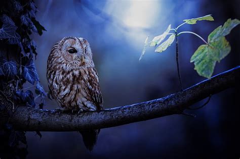 3840x2160px | free download | HD wallpaper: owl best for desktop ...