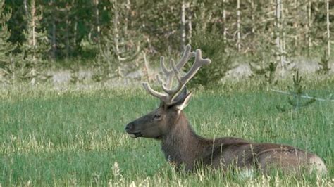 Bull Elk Large Velvet Covered Antlers Stock Footage Video (100% Royalty ...