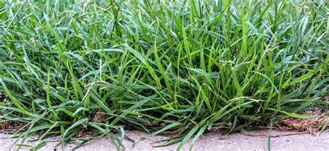 What is Crabgrass? (Characteristics and Appearance) - Removal