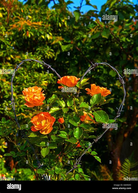 Bouquet of barbed wire Stock Photo - Alamy