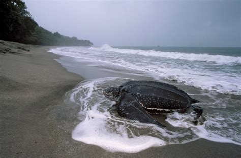 Giant Sea Turtle