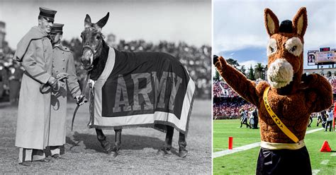 US Army Mascot: Mules, Machine Guns and Mischief | War History Online