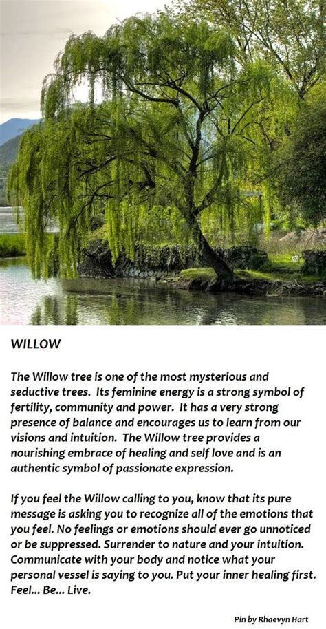 Willow tree symbolism and meaning explained – Artofit