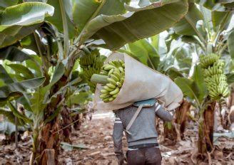 Harvest practices for banana - freshknowledge.eu