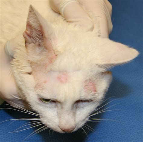 Ringworm Cat : Biological Science Picture Directory – Pulpbits.net