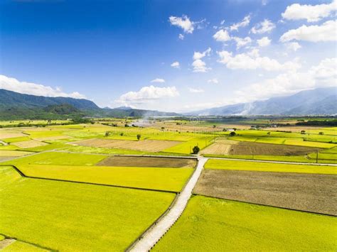 Aerial View of Rice Field . Stock Photo - Image of food, cultivate ...