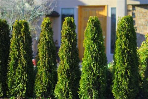 Types Of Cedar Trees For Landscaping