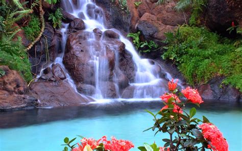 Beautiful Nature Images: Waterfall With Flowers | Beautiful Nature And Imags