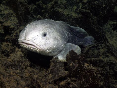 Blobfish Facts