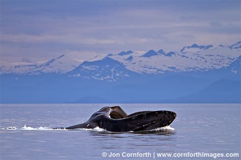 Humpback Whale Feeding 3 Photo, Picture, Print | Cornforth Images