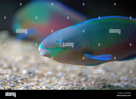 Parrotfish teeth hi-res stock photography and images - Alamy