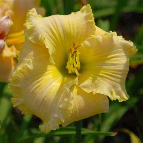 Dynamic Daylilies: 2000 - 2016 Photos of potential future introductions.