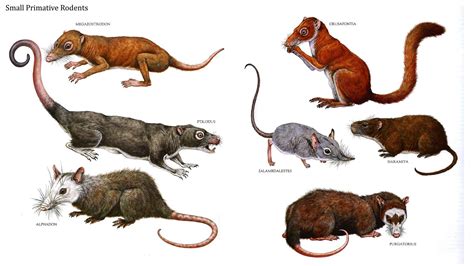 Mammals Rodents - Pets Lovers