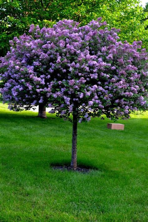 Lilac tree | Lilac tree, Easy landscaping, Landscaping trees