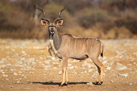 Africa's Greater Kudu are Antelops with Incredible Sprial Horns