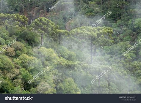 Brazilian Parana Pine Tree Forest Stock Photo 2175863571 | Shutterstock