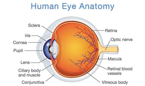 Eye Anatomy 101 | Optometrist in Mesquite, TX | Mesquite Eye Associates