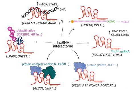 Schematic representation of a long non-coding RNA (lncRNA) interactome.... | Download Scientific ...