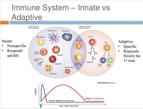 Innate Immune System Concept Map - United States Map