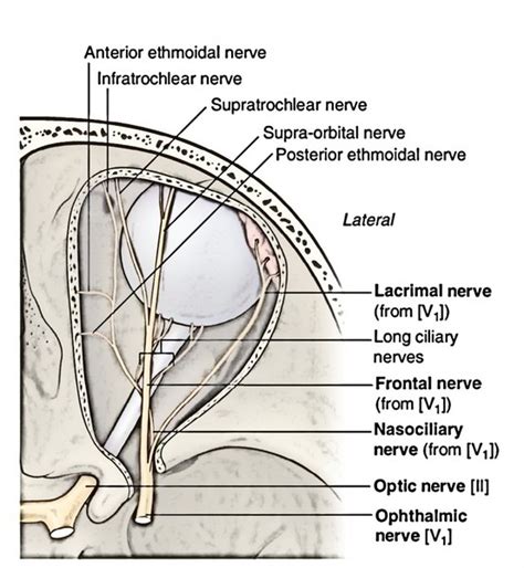 Easy Notes On 【Nerves of the Orbit】Learn in Just 3 Minutes!