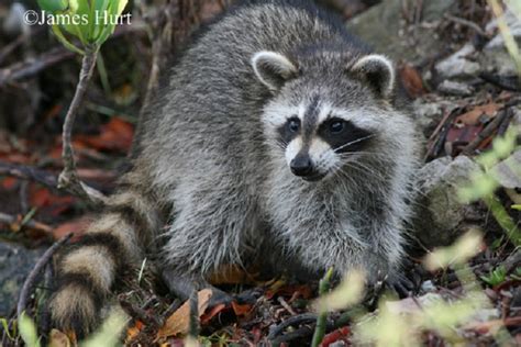 Raccoon | State of Tennessee, Wildlife Resources Agency