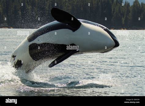 Orca breaching hi-res stock photography and images - Alamy